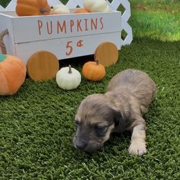 Red Longhair Female (Shaded) - Red female Dachshund puppy in Killeen, Texas from Southern Dachshunds