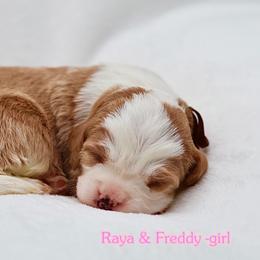 January - Brown and white female Bernedoodle puppy in Diamond Bar, California from Furrytaildoodles