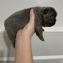 Oscar - Blue male French Bulldog puppy in Las Vegas, Nevada from Let it Ride Bulldogs