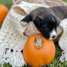 Caucasian Shepherd Dog, Labradoodle, and Saint Bernard Puppies from Blue Line Kennels
