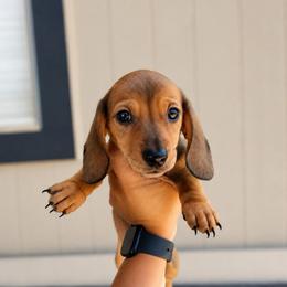Pearl - Black and tan female Dachshund puppy in Nuevo, California from Weenie Hut Jrs