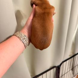 Girl 2 - Red female Dachshund puppy in Campbell, Texas from Blooming Grace Homestead