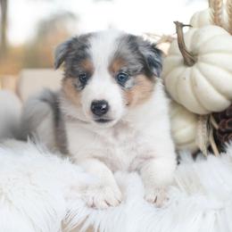 Velvet - Blue merle female Border Collie puppy in Conway, Missouri from 2J 2K Border Collies | Maremma Sheepdogs