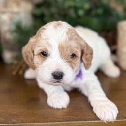 Comet - Purple Collar - Blenheim male Cavapoo puppy in South Jordan, Utah from Simply Sweet Paws. LLC