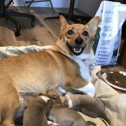 Gizmo - Pembroke Welsh Corgi
