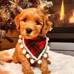 Bernedoodle, Goldendoodle, and Sheepadoodle Puppies from Maplesierradoodles