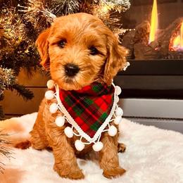 Bernedoodle, Goldendoodle, and Sheepadoodle Puppies from Maplesierradoodles
