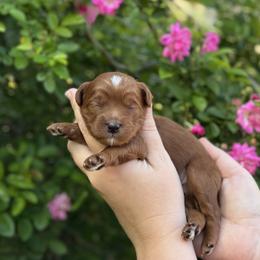 Prince - Red  male Goldendoodle puppy in Wharton, Texas from Little Fur Friends