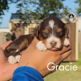 Gracie - Tri-color female Bernedoodle puppy in Greenville, Texas from Doodles of Promise