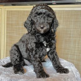 Twix (Lime) - Black male Goldendoodle puppy in Bay City, Texas from Charming Doods