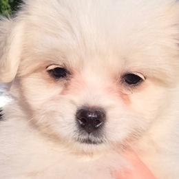 Pomeranians and Shihpoos from Lisas Pomeranians