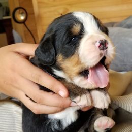  Puppies from Barefoot Springs Bernese Mountain Dogs