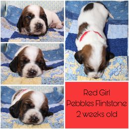 Girl 3 - Basset Hound puppy in Texas from Basset Hounds of Jacksboro, Tx