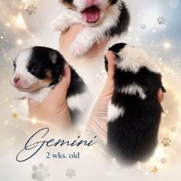 Gemini - Black parti male Pomeranian puppy in Oologah, Oklahoma from GG's Pomeranians
