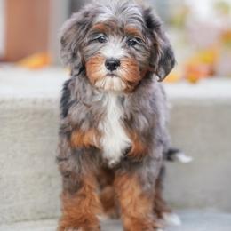 Dallas - Blue merle female Bernedoodle puppy in Dundee, Ohio from Down Home Doodle
