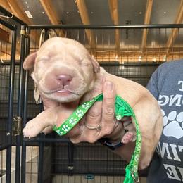 Green - Yellow male Labrador Retriever puppy in Newton Grove, North Carolina from Wayalife Labradors & Gsp’s