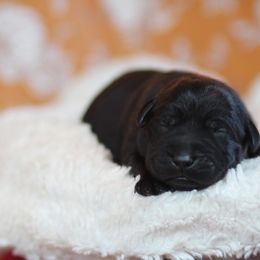 Dark Blue Collar Male - Black male Labrador Retriever puppy in Williamston, Sc, South Carolina from Dutton Dog Co & Dalla Grazia Doberman