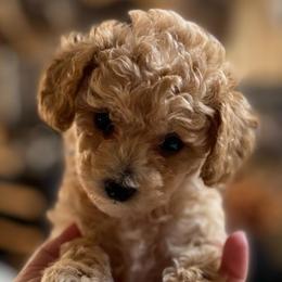 Girl-3 - Apricot female Poodle puppy in Spring Hill, Tennessee from Duke's Mini & Toy Australian Shepherds & Aussiedoodles
