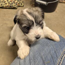 Maddy - Black and white female Coton de Tulear puppy in Mead, Oklahoma from Bar W Cotons