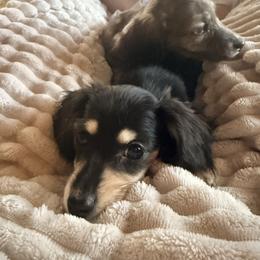 Minnie - Black and cream female Dachshund puppy in Lexington, Oklahoma from BooneDox Miniature Dachshunds
