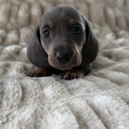 Male 1 - Gray (blue) and cream male Dachshund puppy in El Campo, Texas from Creamer Creek Kennel