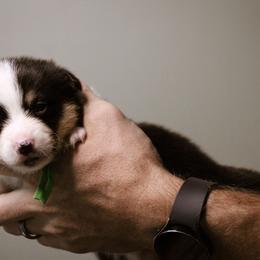 David - Black and tan male Pembroke Welsh Corgi puppy in South Otselic, New York from Ridge Top Corgis