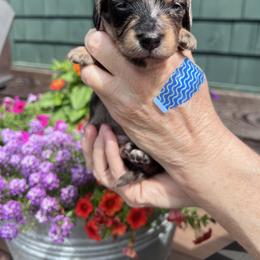 Girl 1 - Dapple female Dachshund puppy in Gouverneur, New York from Dack Dachshunds