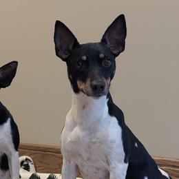 Rat Terriers from Forest Grove Rat Terriers