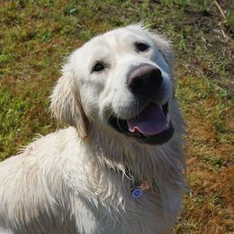 Golden Retrievers from Golden Pond Retrievers