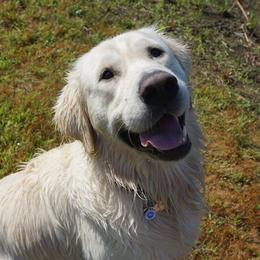 Golden Retrievers from Golden Pond Retrievers