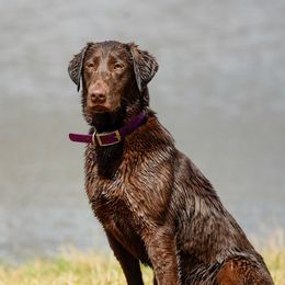Oakley - Labrador Retriever