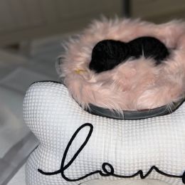 Giant Schnauzer and Poodle Puppies from Mississippi Poodles, Doodles and Giants