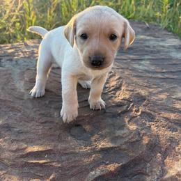 Mo - Yellow female Labrador Retriever puppy in Sugarcreek, Ohio from 1611 Sport Dogs