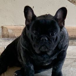 Eddie - French Bulldog
