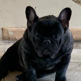 Eddie - French Bulldog