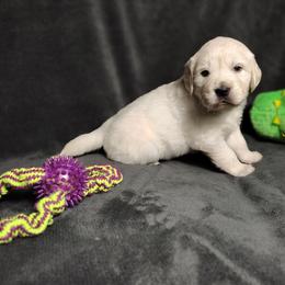 Arielle - Light golden female Golden Retriever puppy in Seymour, Missouri from High Road Golden Retrievers