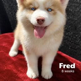 Fred - Red and white male Pomsky puppy in Winston, Oregon from Arctic Tails Spitz
