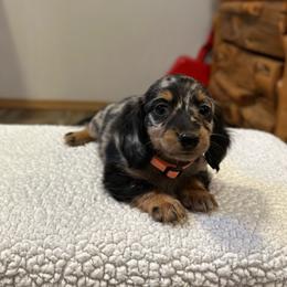 April - Dapple female Dachshund puppy in Stilwell, Oklahoma from Mountain Top Dachshunds