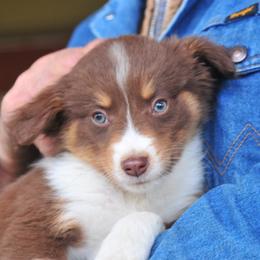 Doc Holliday - Red tri Miniature Australian Shepherd puppy in Oregon from Locust Grove Mini Aussies and American shepherds