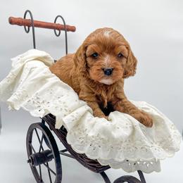 Kate - Red female Cavapoo puppy in Eau Claire, Wisconsin from Regal Cavaliers