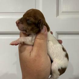 Daphne Bridgerton - Piebald female Dachshund puppy in Fort Myers, Florida from Lady Margery’s Dachshunds