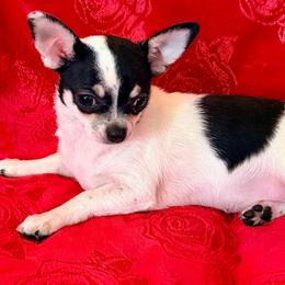 PRIMA - Black and white female Chihuahua puppy in Allentown, Pennsylvania from Tsunami Cockers & Chihuahuas