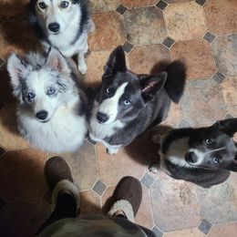 Pomsky Puppies from Ultimate Pomskies LLC