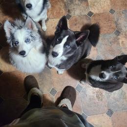 Pomsky Puppies from Ultimate Pomskies LLC