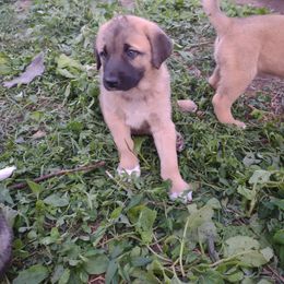 Anatolian Shepherd Dog All Grown Up from Schmahl Family Farms
