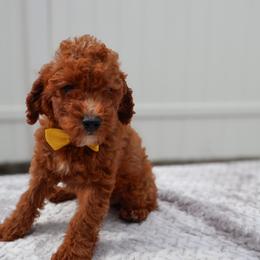 Marco - Red  male Goldendoodle puppy in Apopka, Florida from Rae Precious Puppies