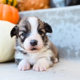 Bigfoot - Fawn male Pembroke Welsh Corgi puppy in Mona, Utah from Sorensen Corgis