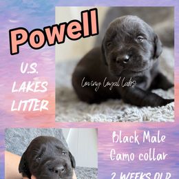 Powell - Black Male - Camo Collar - Black male Dilute Retriever puppy in Roberts, Wisconsin from Loving Loyal Labs