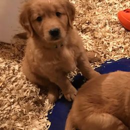 Golden Retrievers from Lucky Penny Goldens