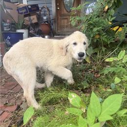 Pecan Orchard's Aqua Teal - Light golden female Golden Retriever puppy in Pearland, Texas from Pecan Orchard Goldens